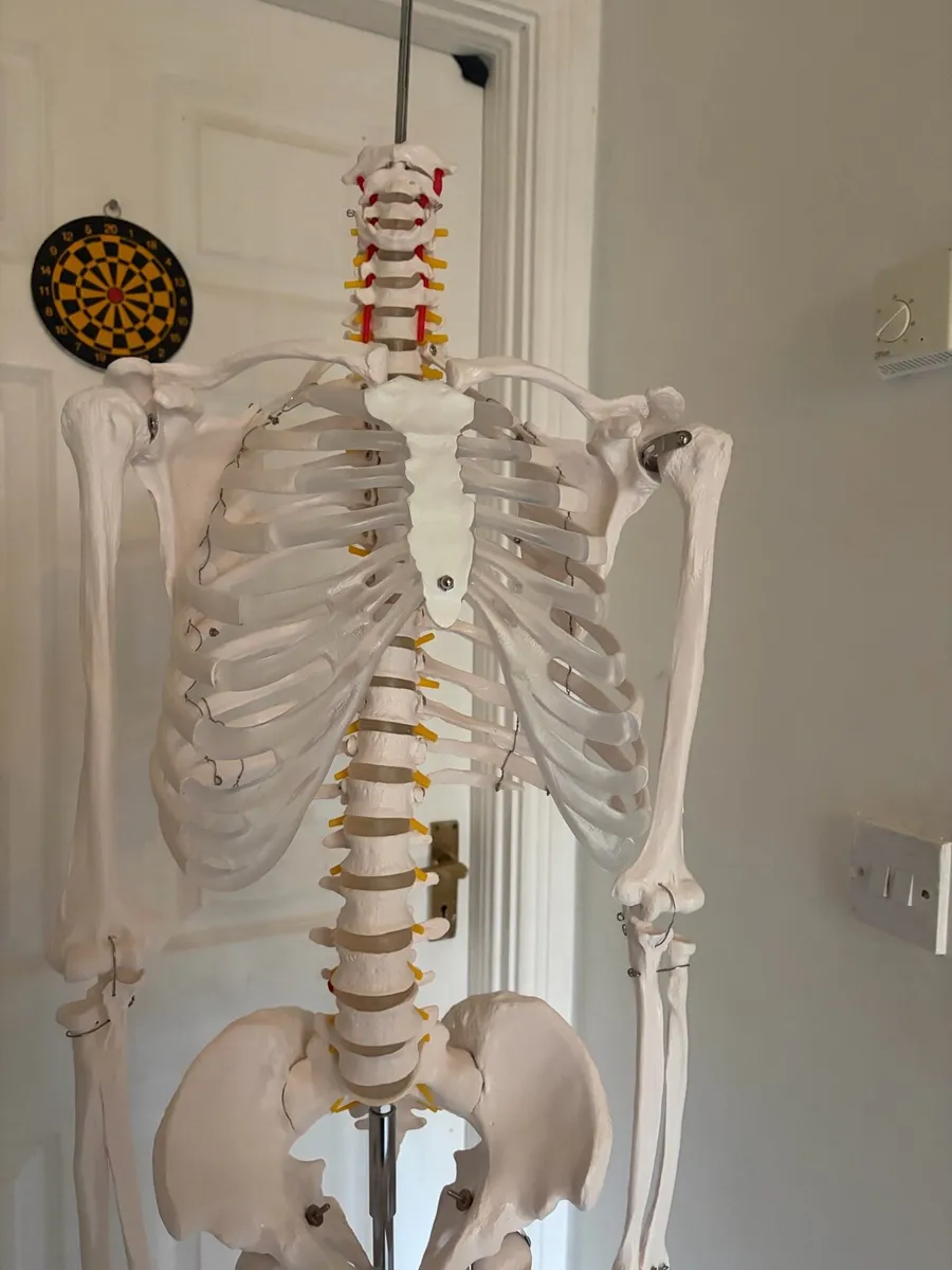 Medical skeleton - Image 2