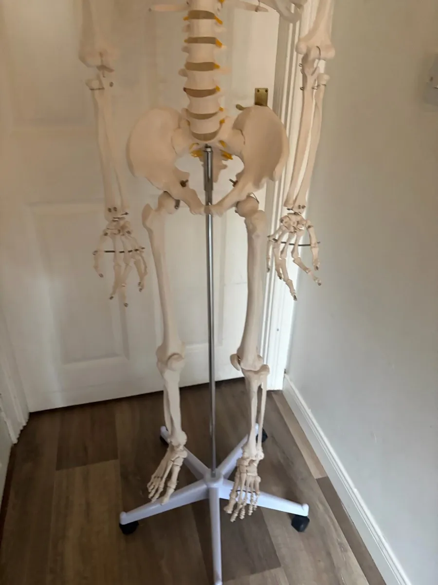 Medical skeleton - Image 3