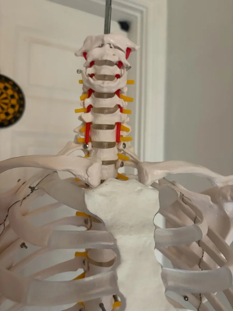 Medical skeleton - Image 4
