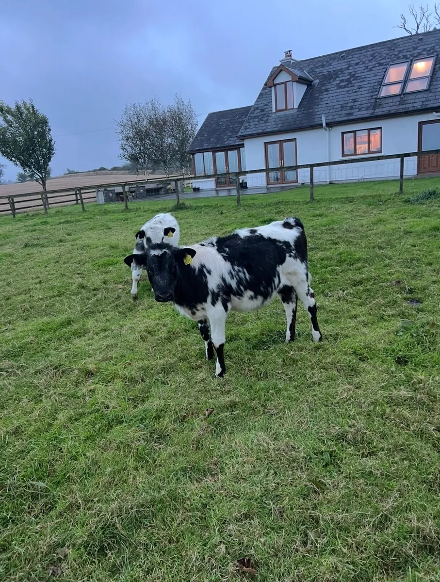 2 BBX bull calves - Image 1