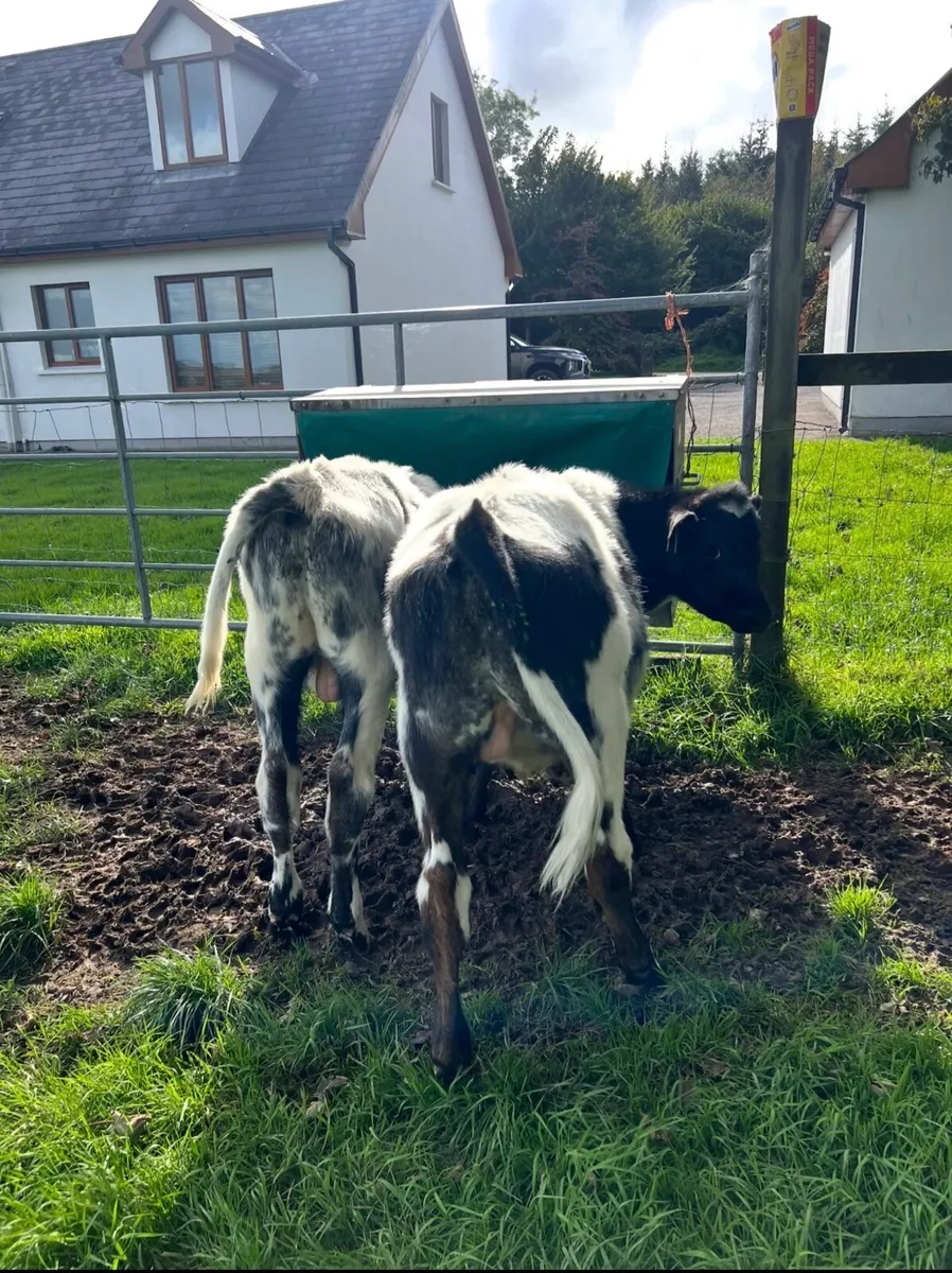 2 BBX bull calves - Image 3