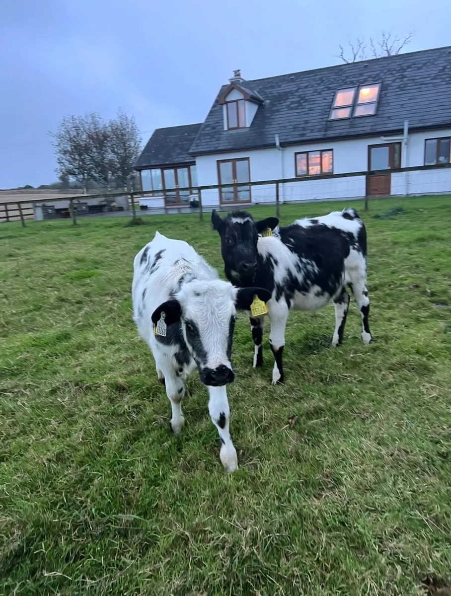 2 BBX bull calves - Image 2