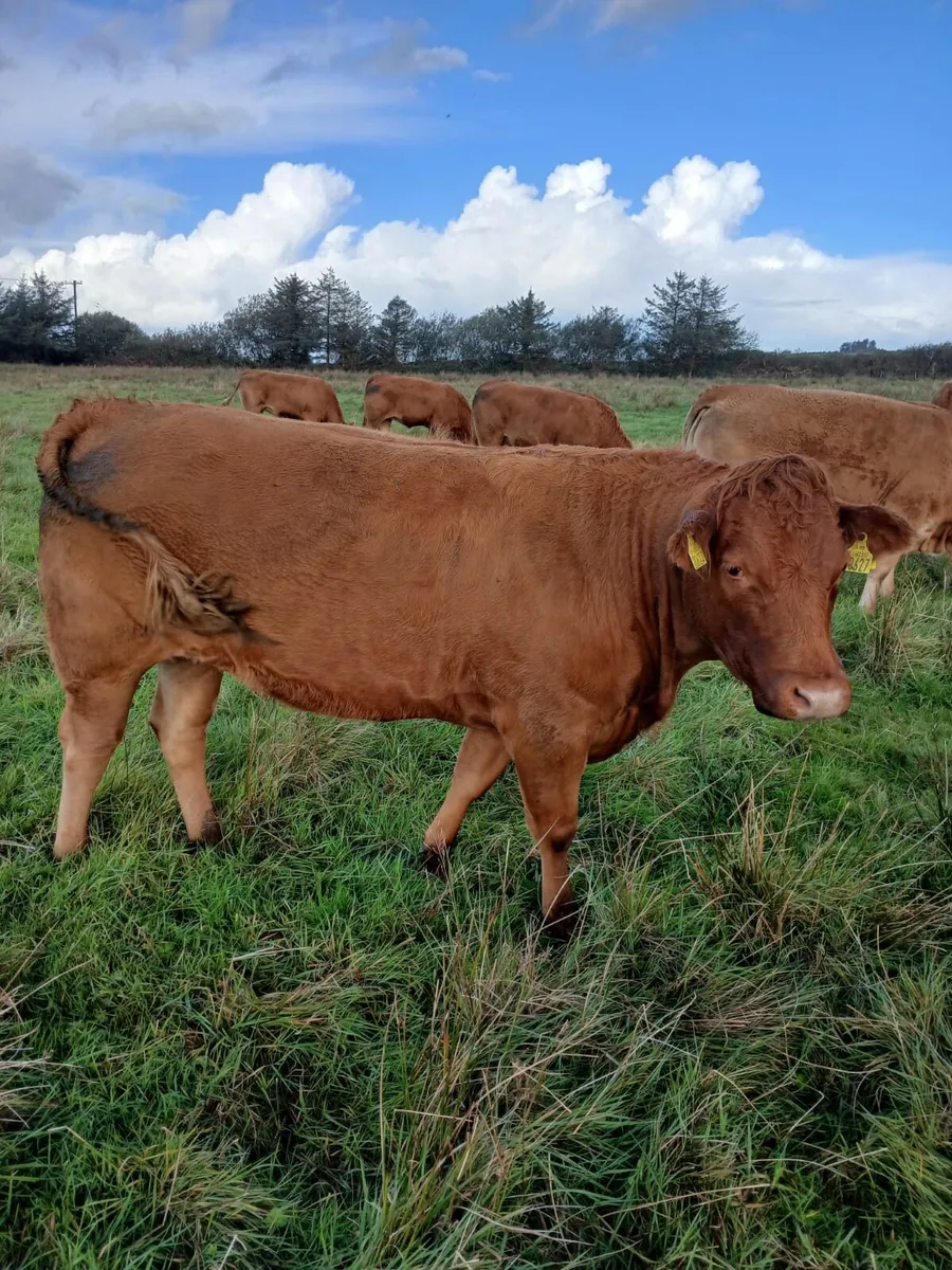 Incalf heifers - Image 1
