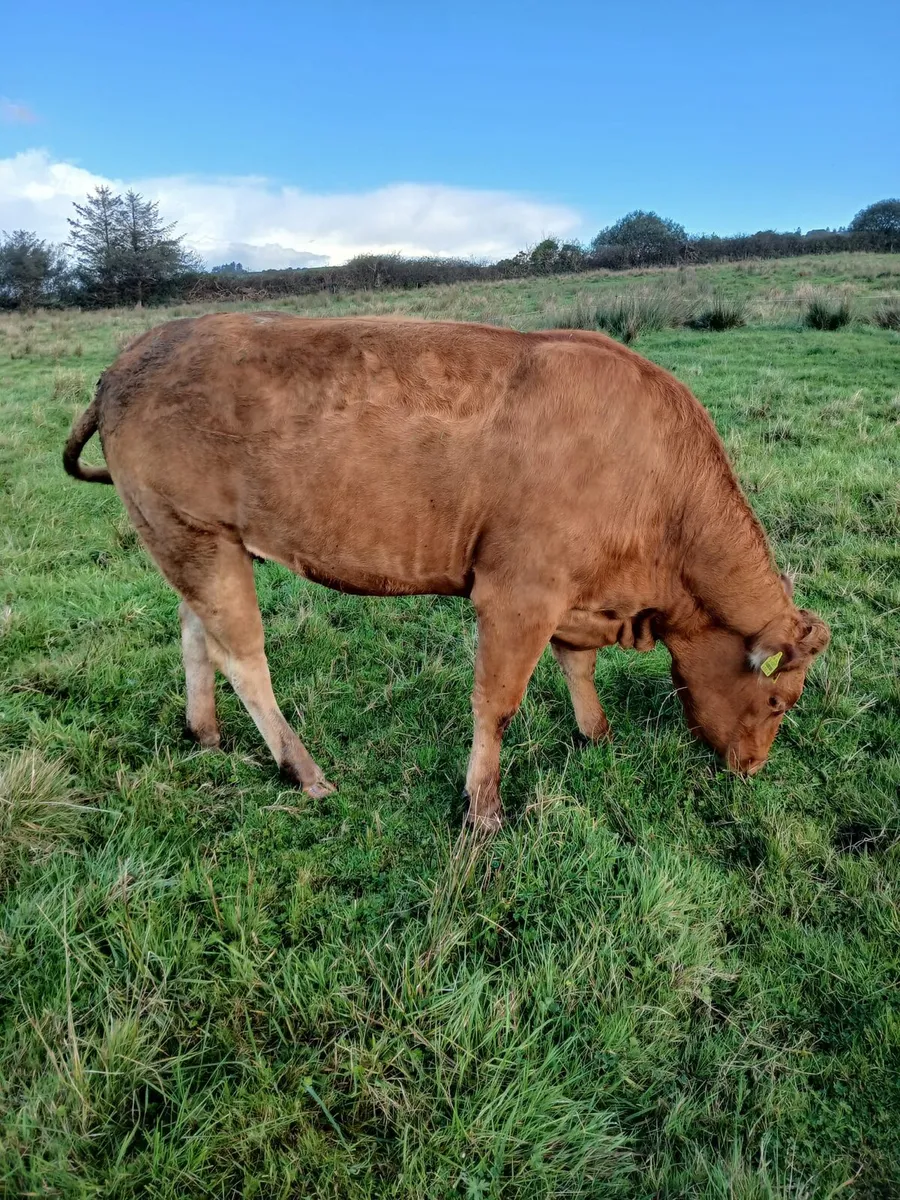 Incalf heifers - Image 3
