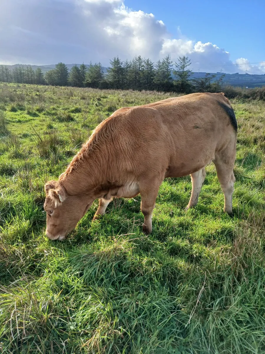 Incalf heifers - Image 4