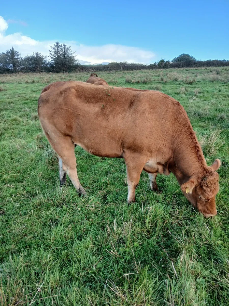 Incalf heifers - Image 2