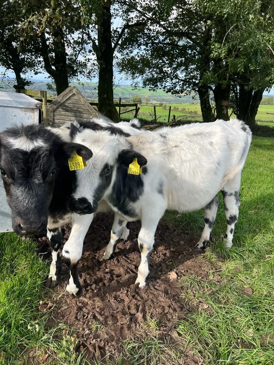 2 BBX bull calves - Image 4