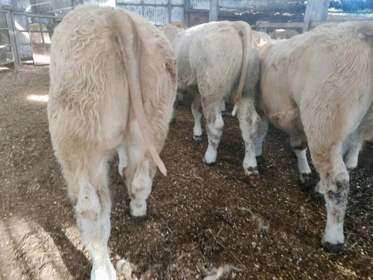 12 Golden Chx Bull Weanlings. - Image 2