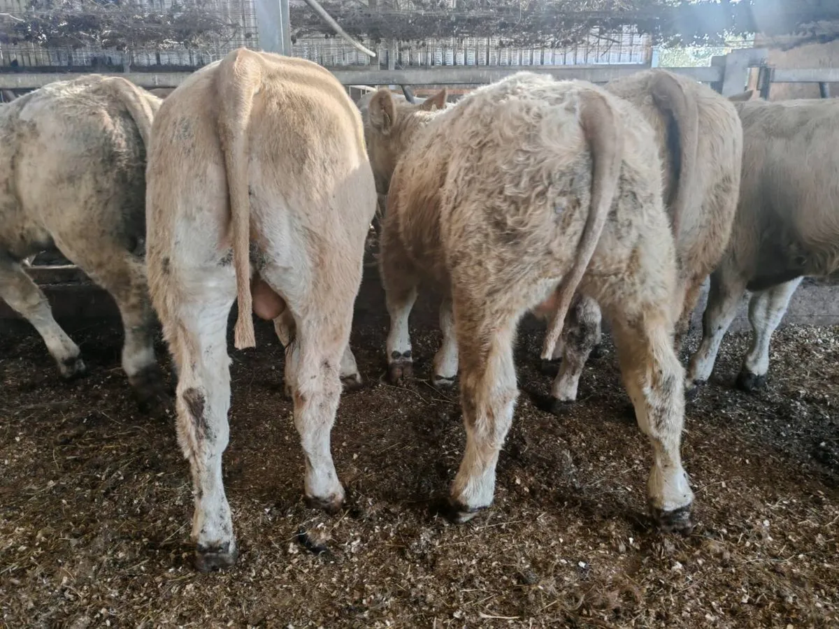 12 Golden Chx Bull Weanlings. - Image 3