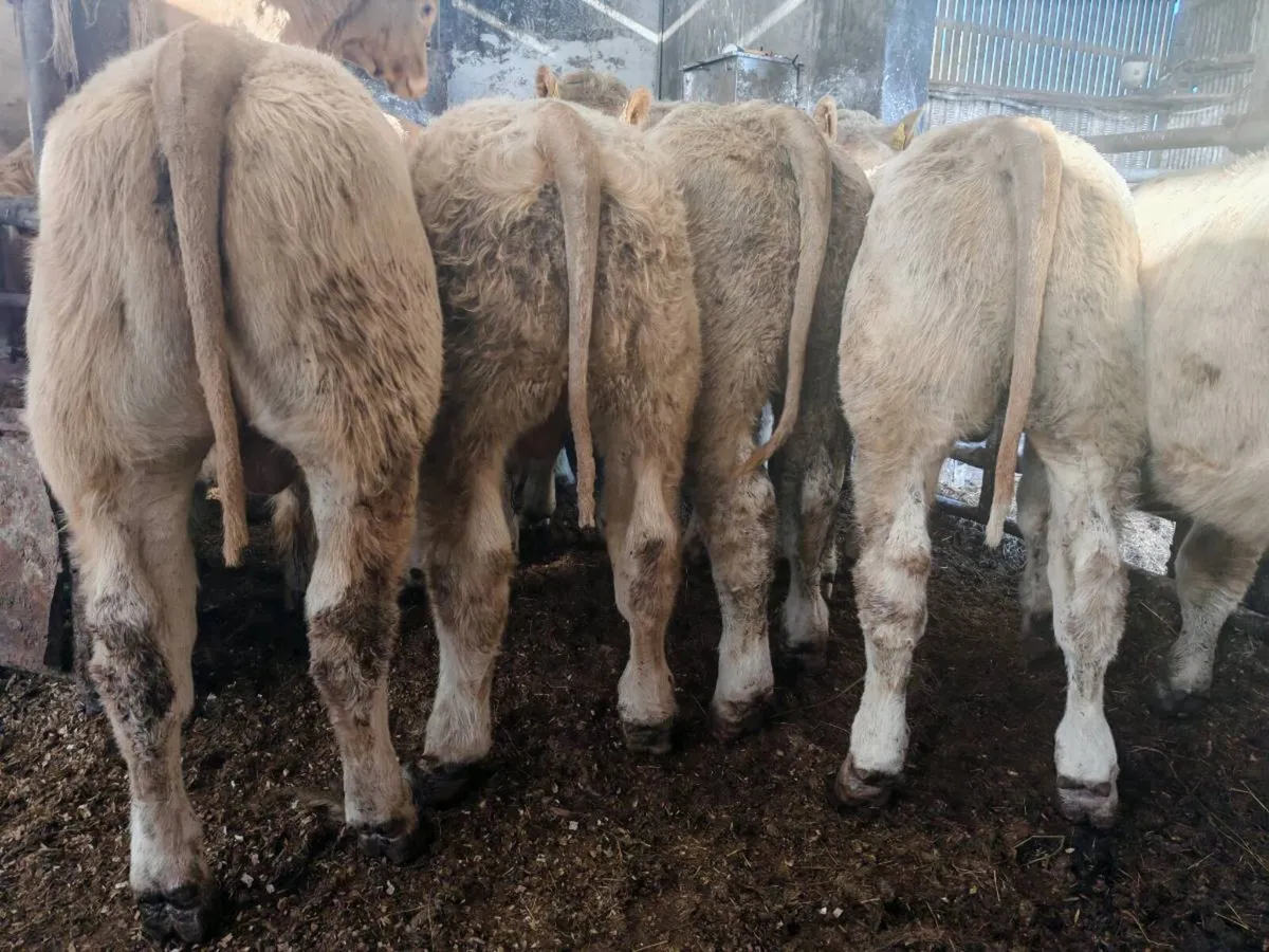 12 Golden Chx Bullocks. - Image 4