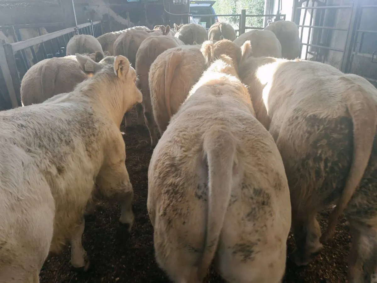12 Golden Chx Bull Weanlings. - Image 4