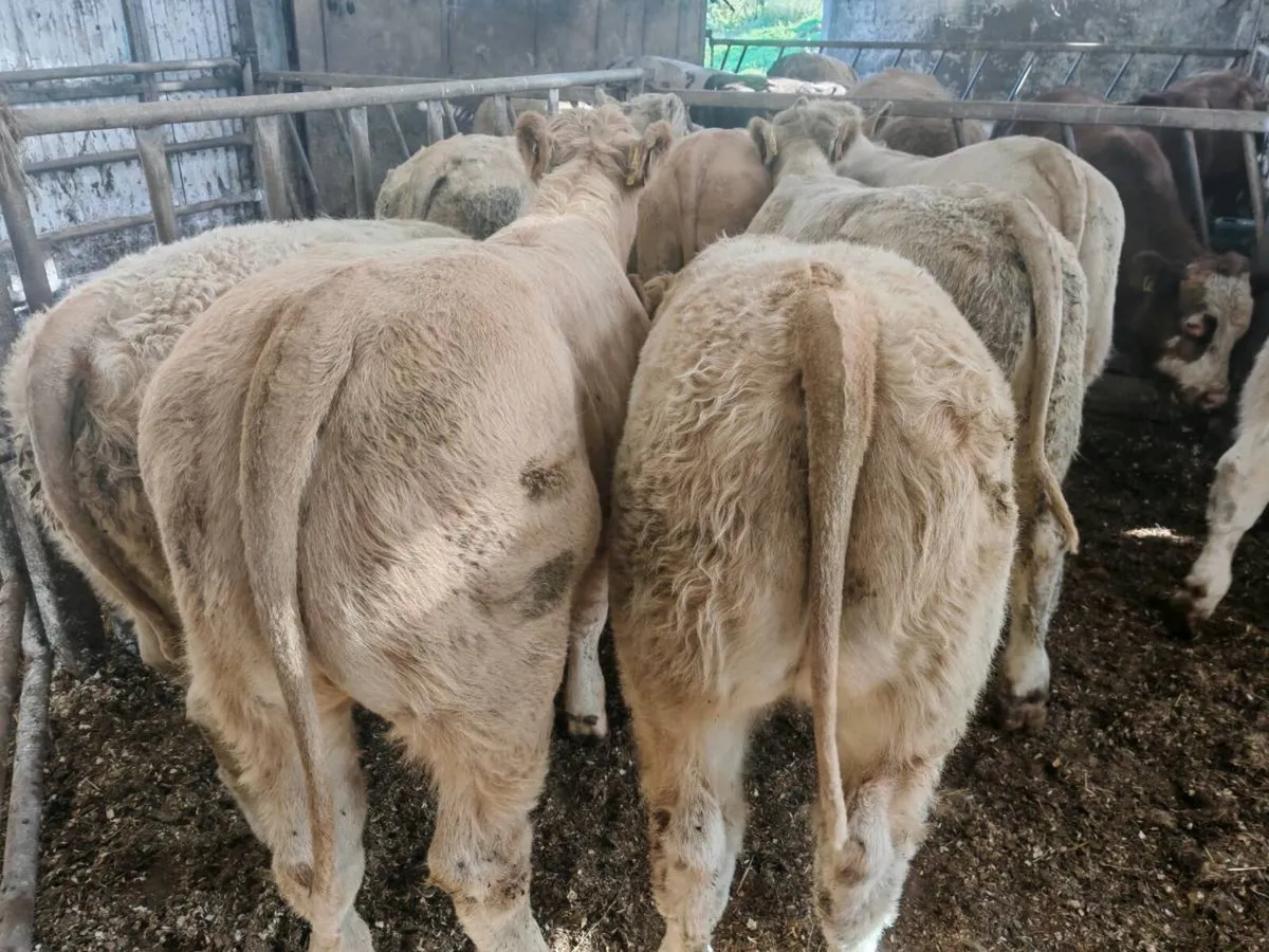 12 Golden Chx Bull Weanlings. - Image 1