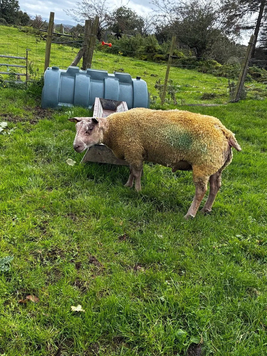 🔥Charollais hogget ram🔥 - Image 2