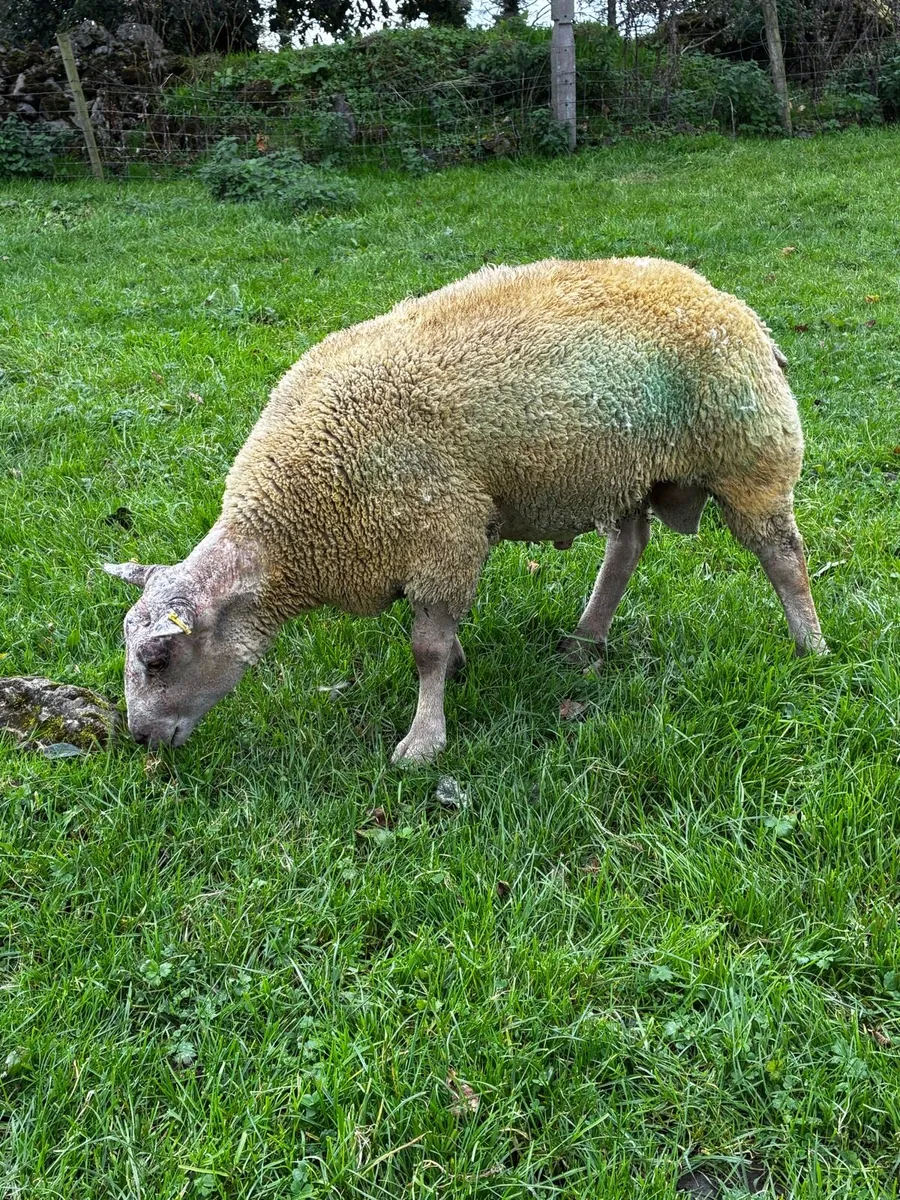 🔥Charollais hogget ram🔥 - Image 1