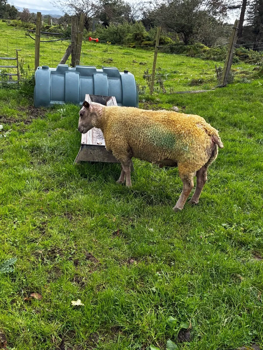 🔥Charollais hogget ram🔥 - Image 3