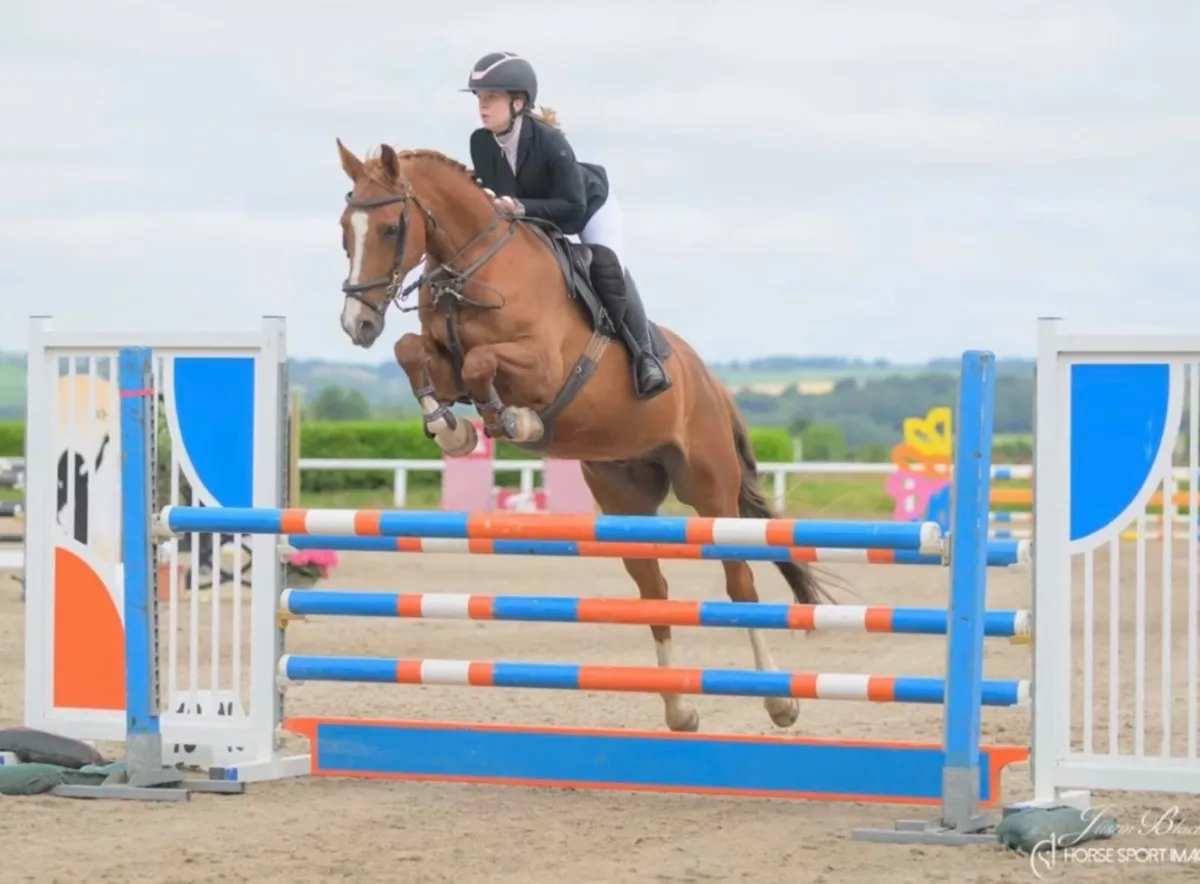 Showjumper / all rounder for sale - Image 2