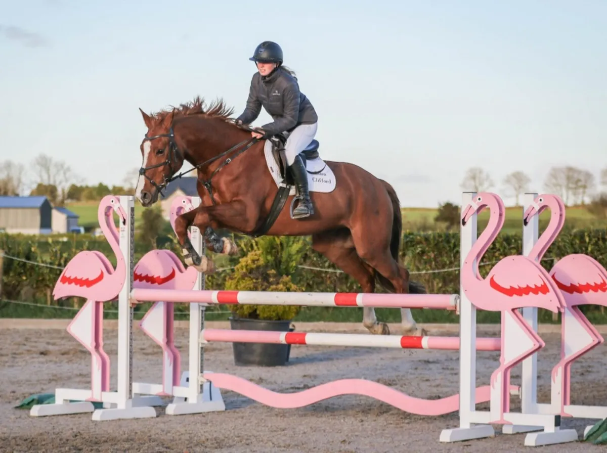 Showjumper / all rounder for sale - Image 3