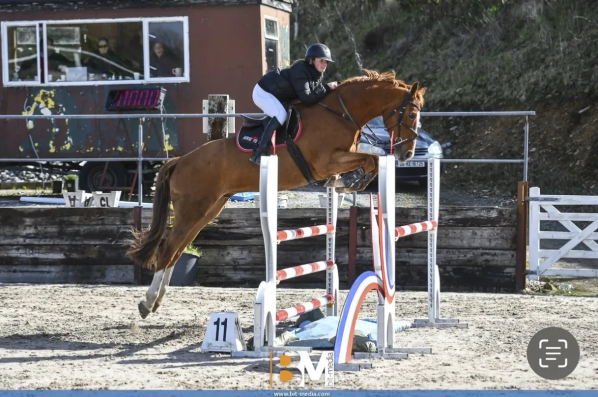 Showjumper / all rounder for sale - Image 1