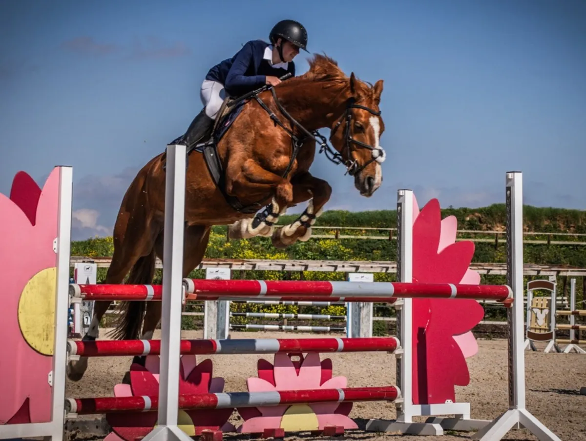 Showjumper / all rounder for sale - Image 4