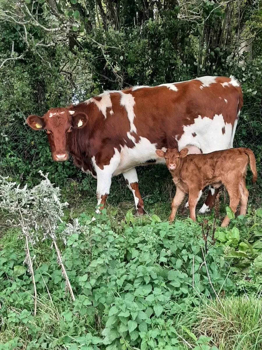 Heifers - Image 1