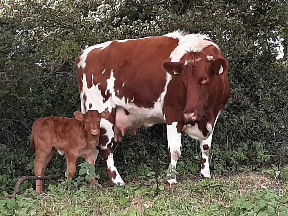 Heifers - Image 2