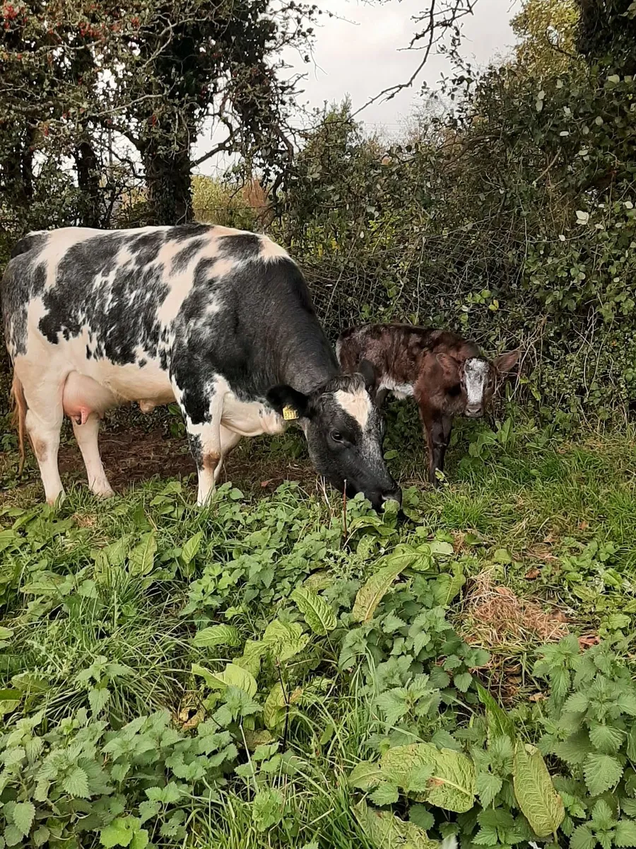 Heifers - Image 3