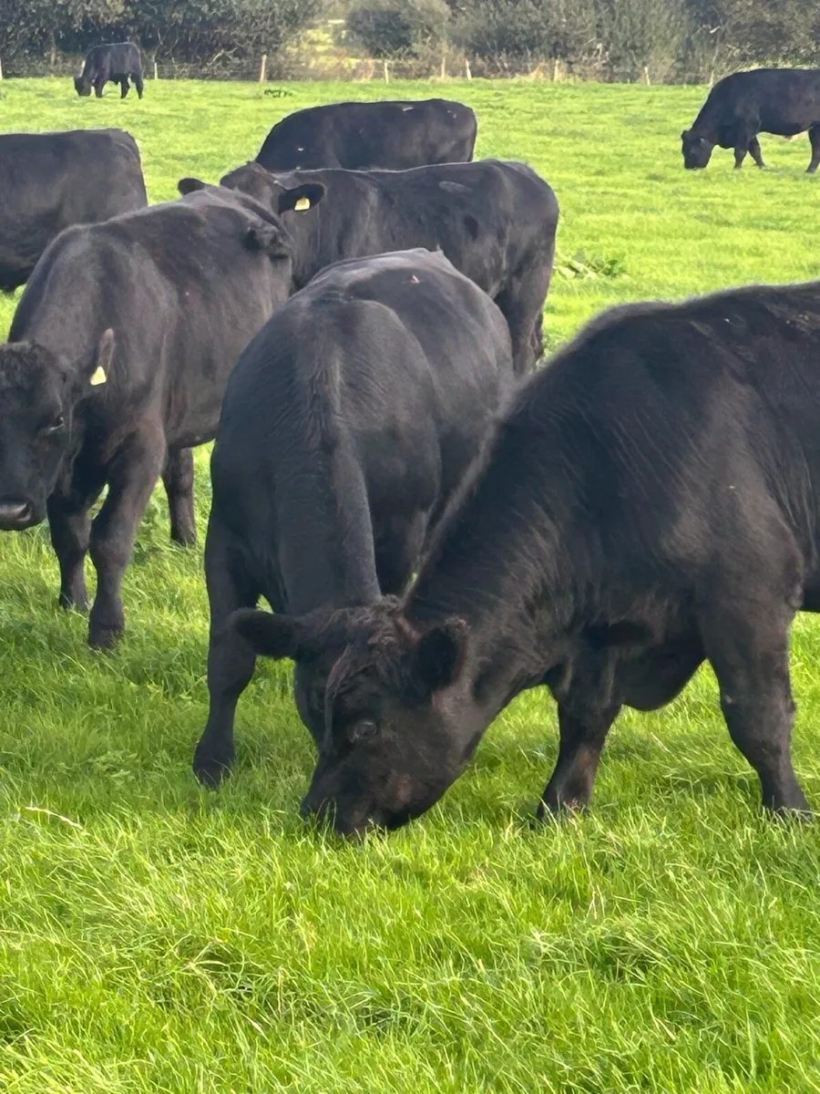 Angus Bullocks - Image 1