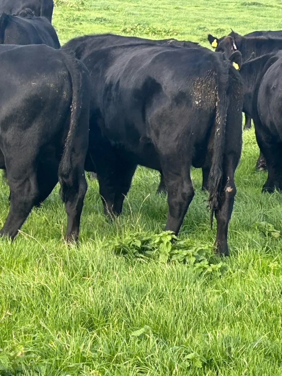 Angus Bullocks - Image 2