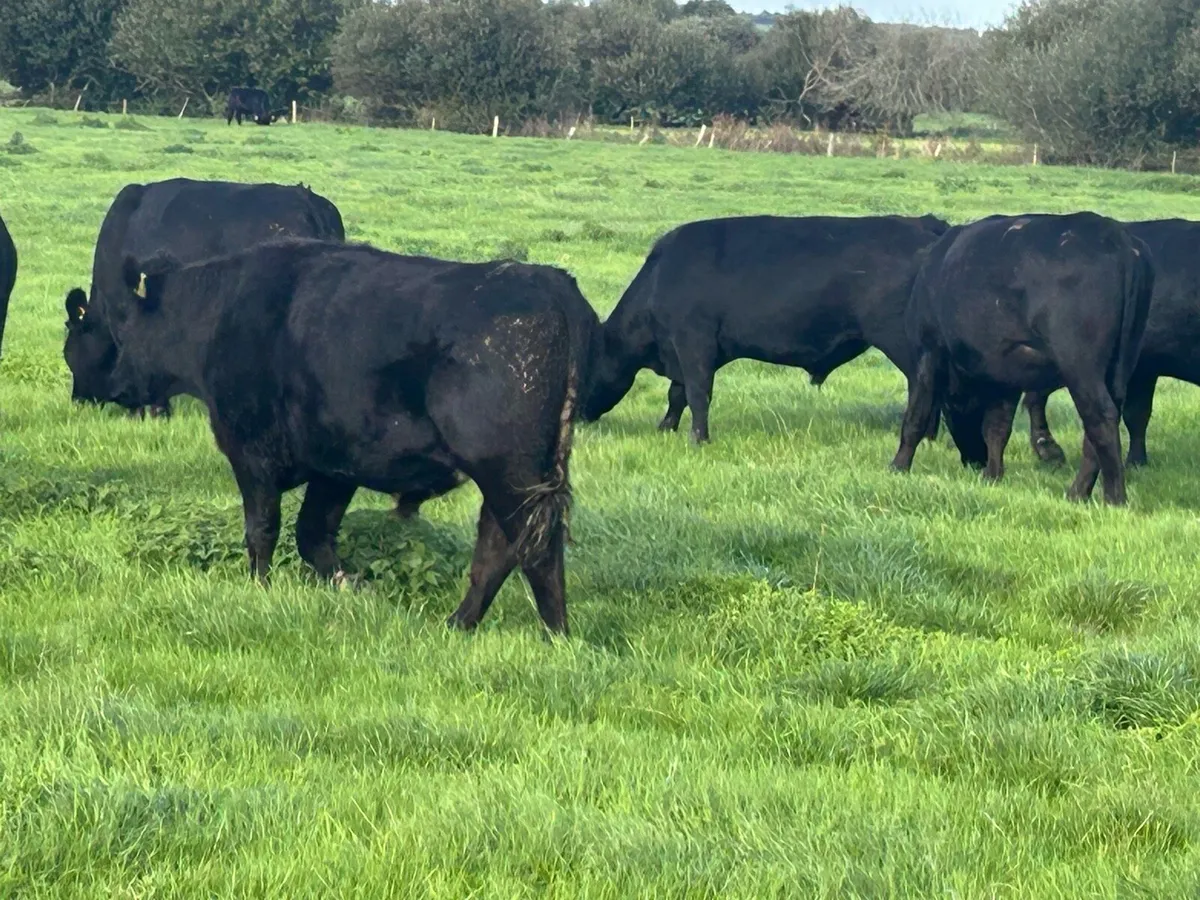 Angus Bullocks - Image 3