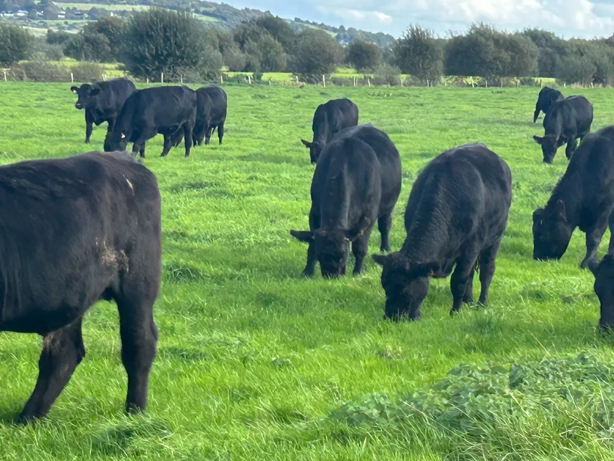 Angus Bullocks - Image 4