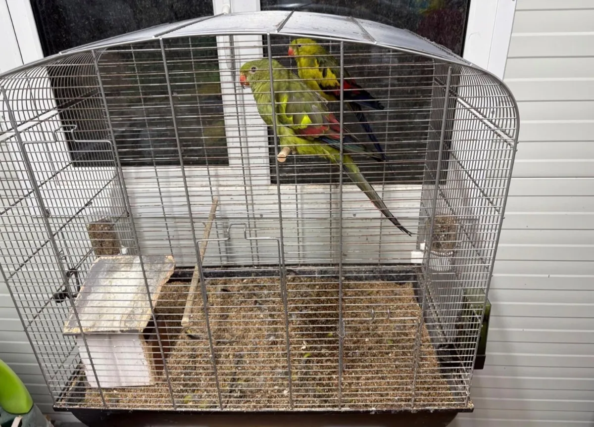 Parrots - Image 1