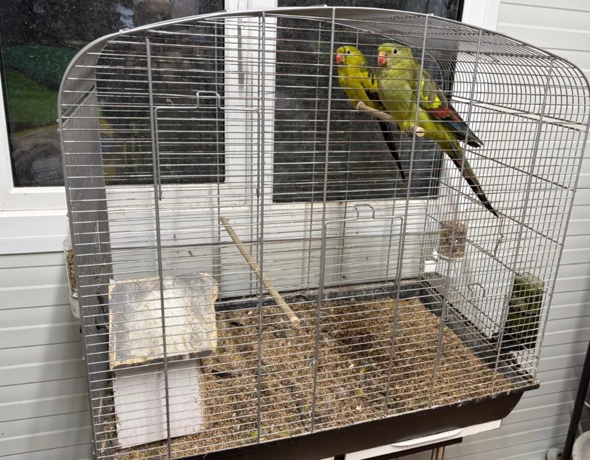 Parrots - Image 2