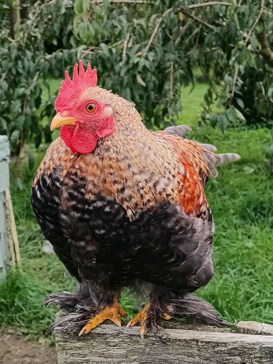 Poultry Bantam Roosters - Image 2
