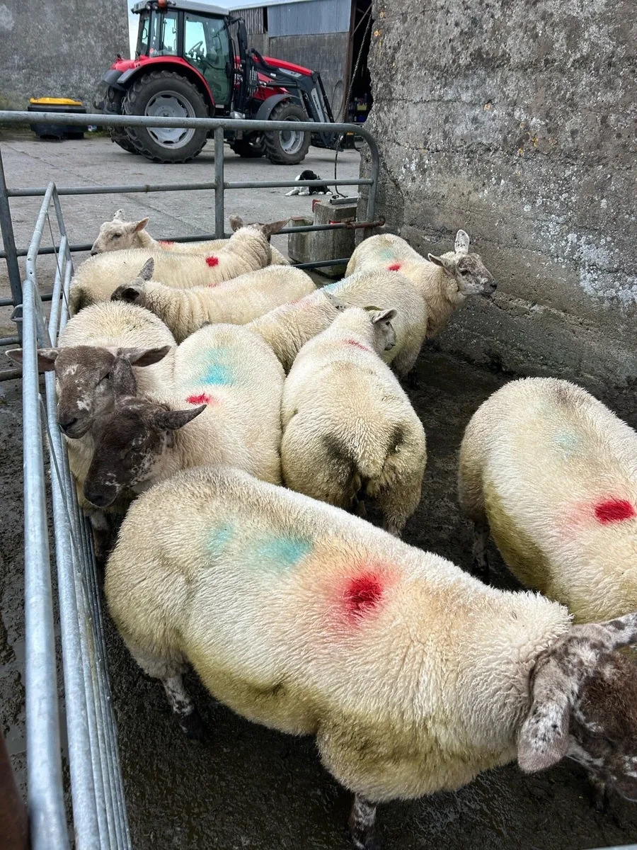 10 Texel X Suffolk Ewe Lambs - Image 2