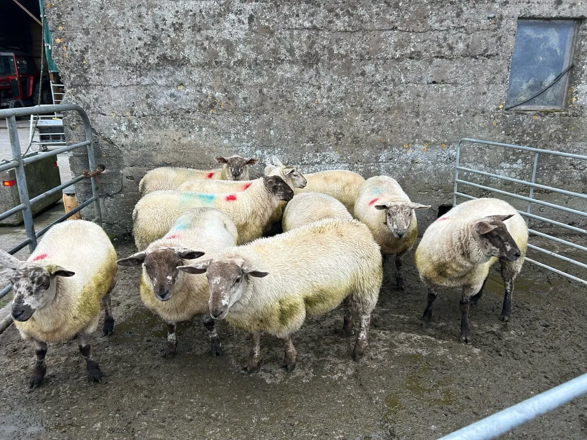 10 Texel X Suffolk Ewe Lambs - Image 3