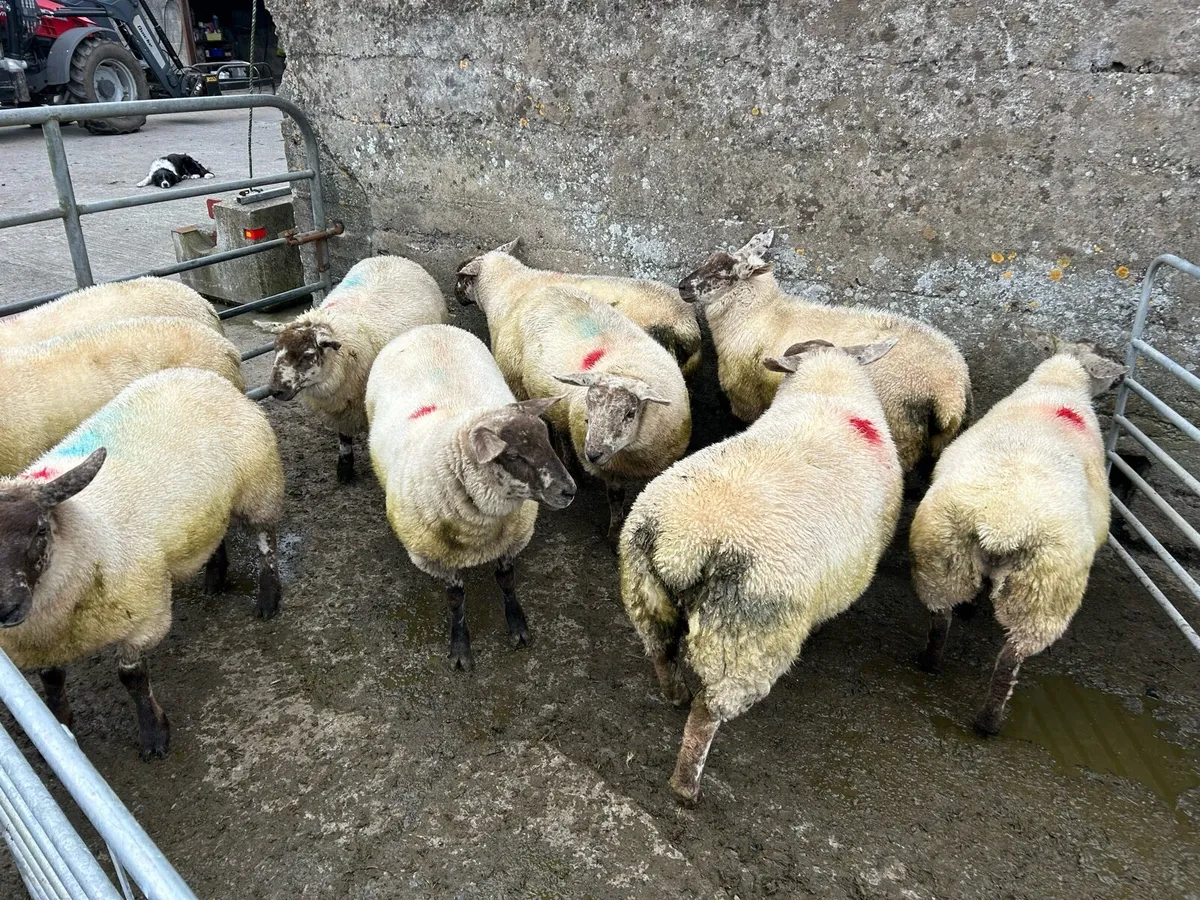 10 Texel X Suffolk Ewe Lambs - Image 4