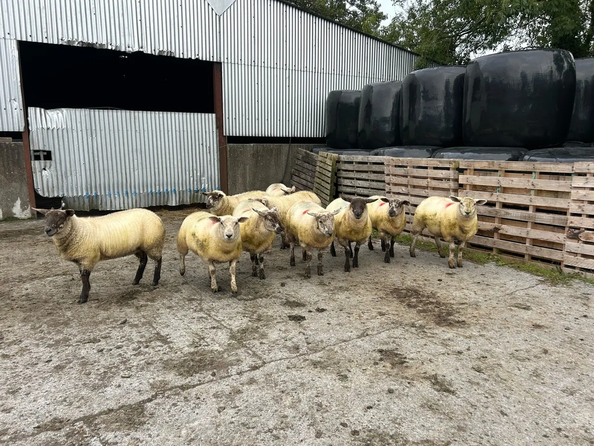 10 Texel X Suffolk Ewe Lambs - Image 1