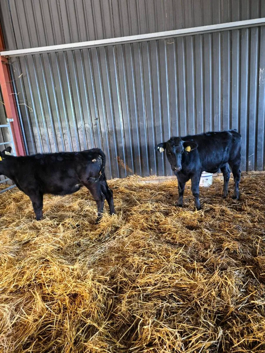 angus,heifer Calves - Image 3