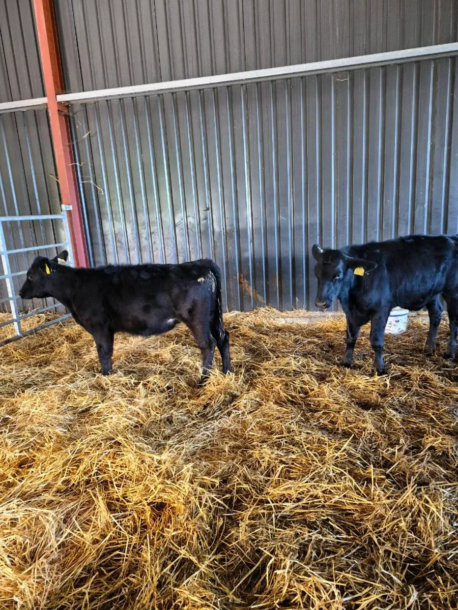 angus,heifer Calves - Image 2
