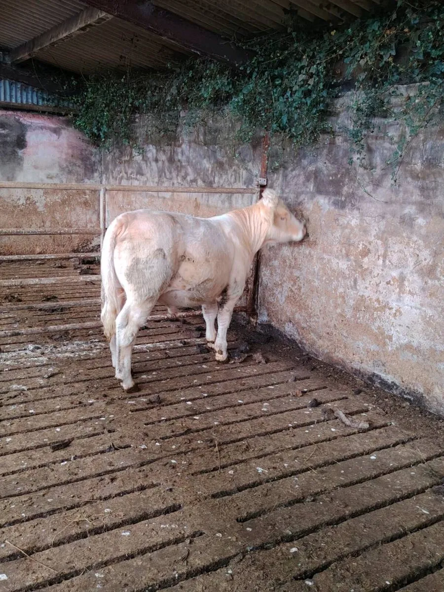 Charolais bull - Image 1