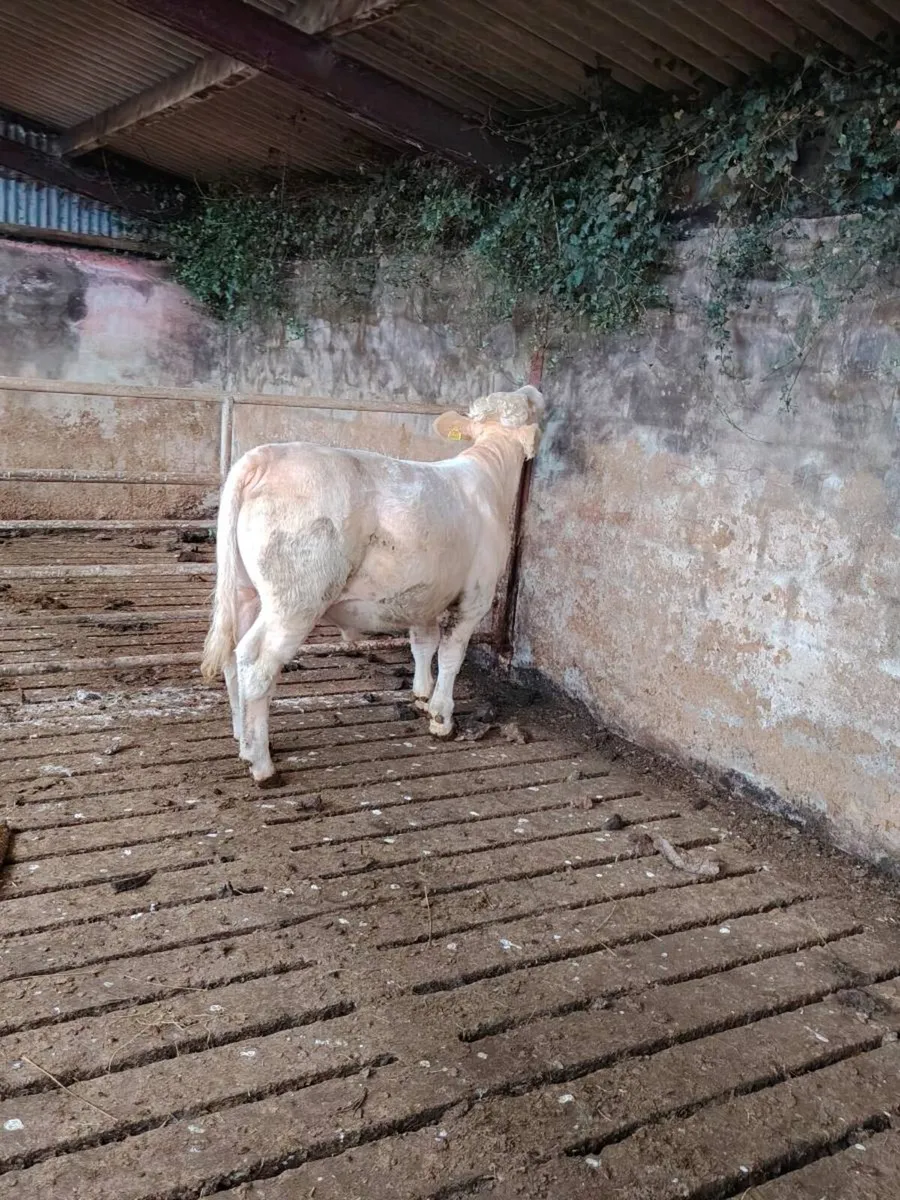 Charolais bull - Image 2