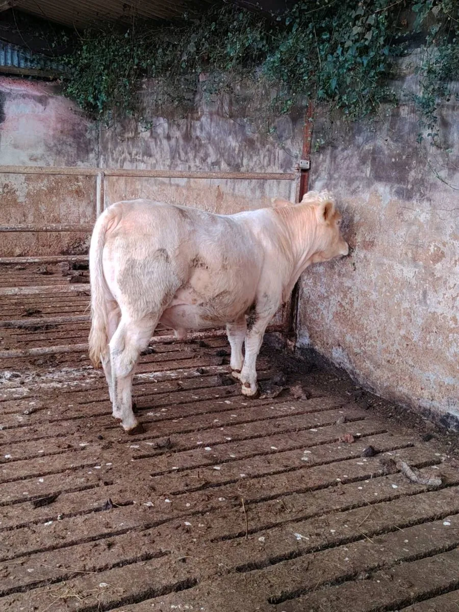 Charolais bull - Image 3