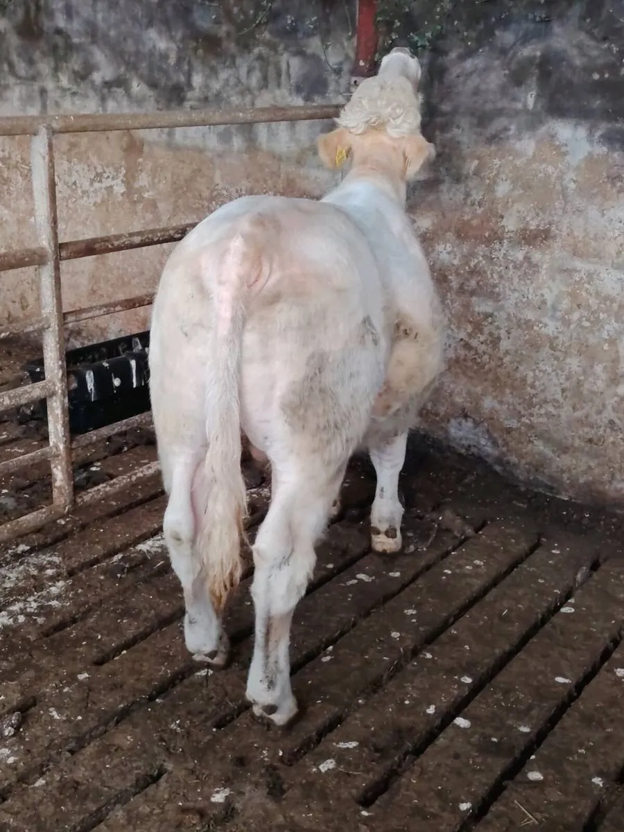 Charolais bull - Image 4