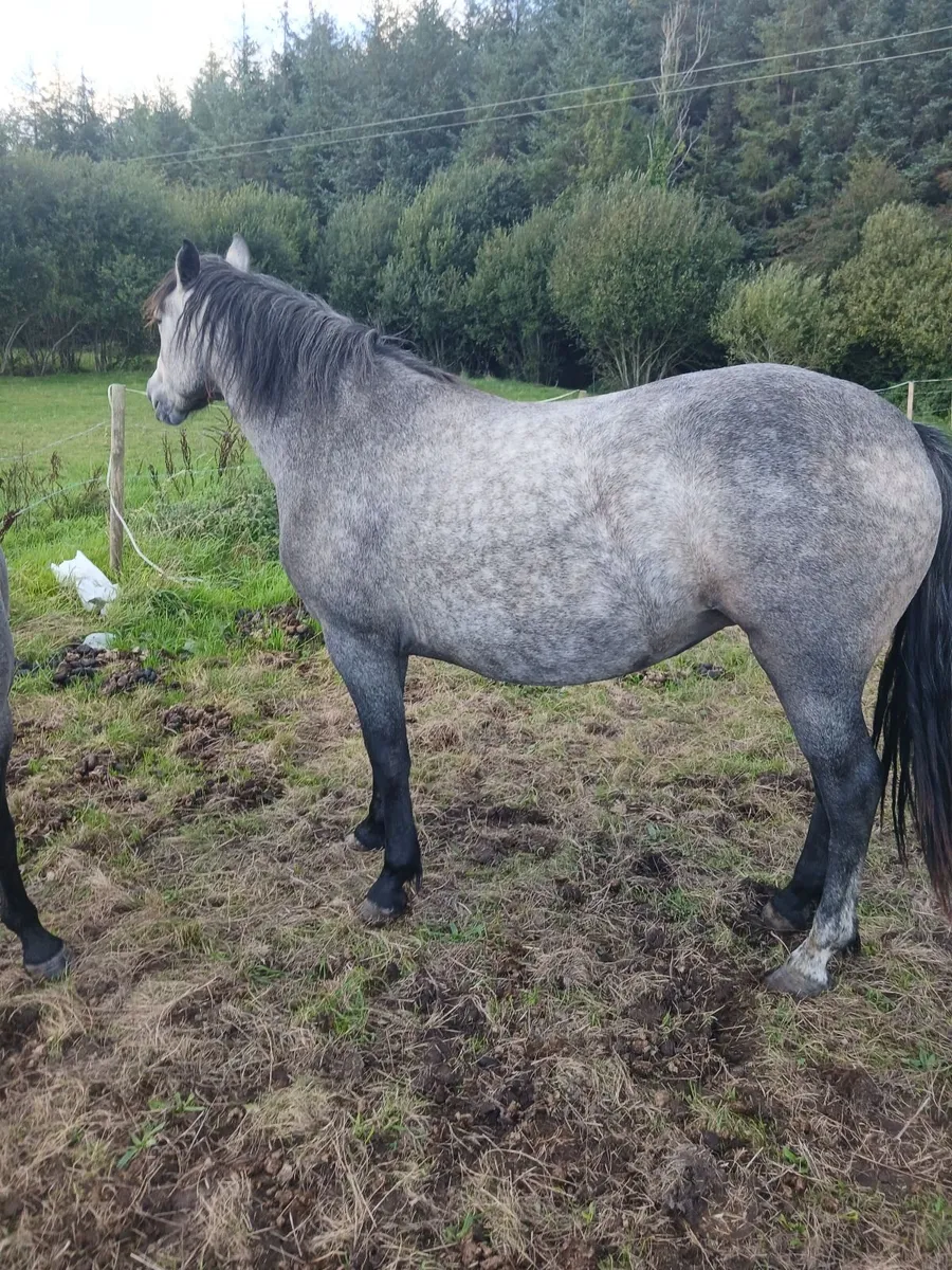 Connemara pony - Image 1