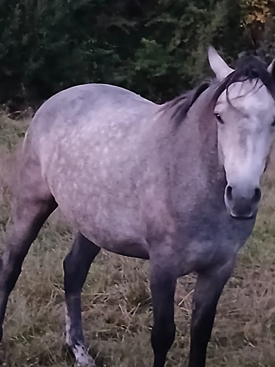 Connemara pony - Image 3