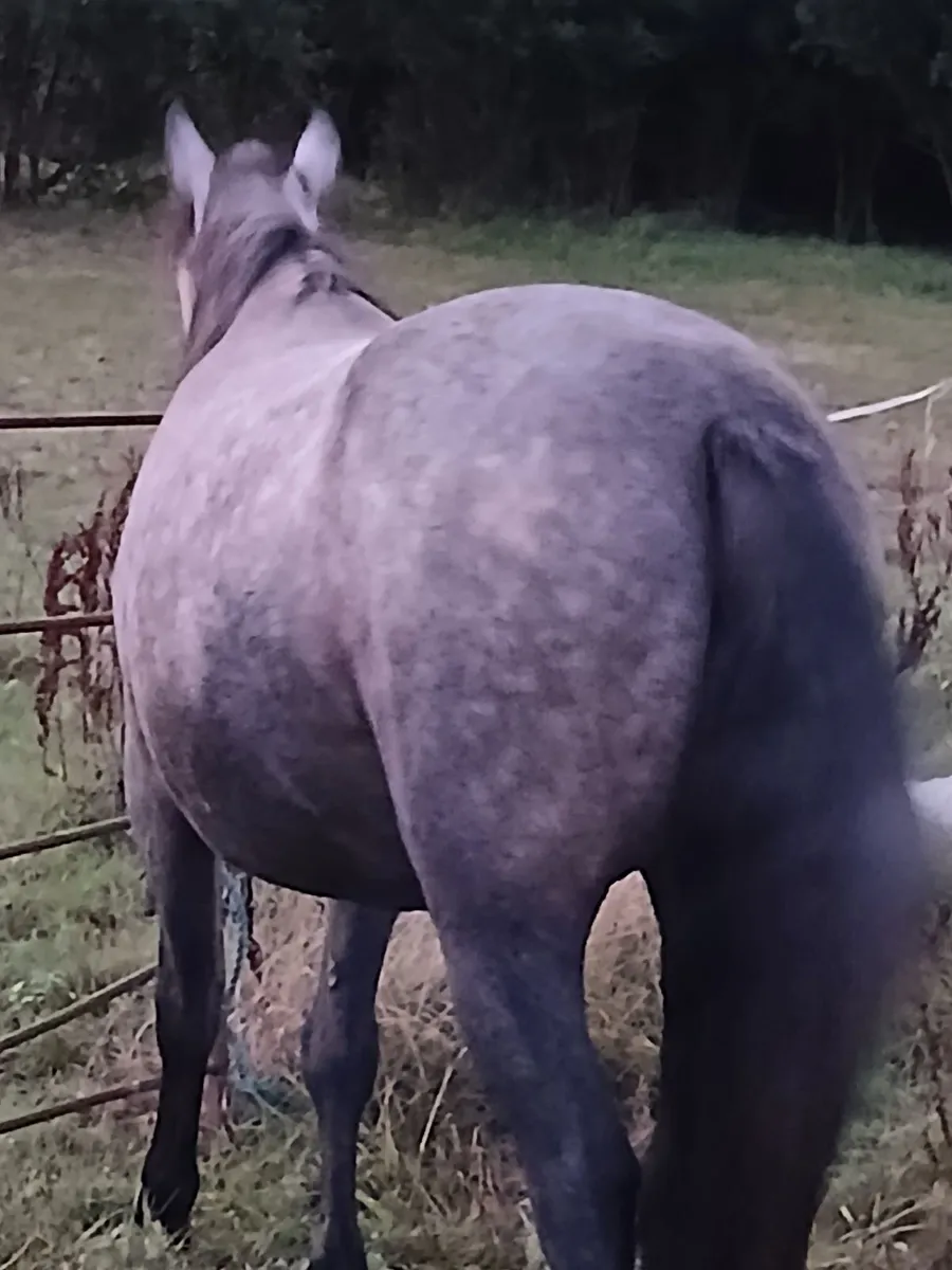 Connemara pony - Image 2