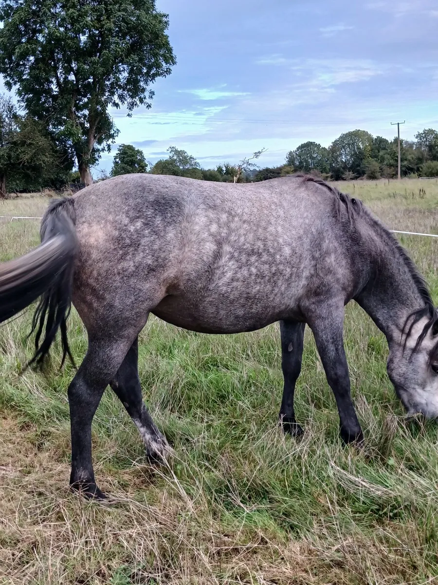 Connemara pony - Image 4