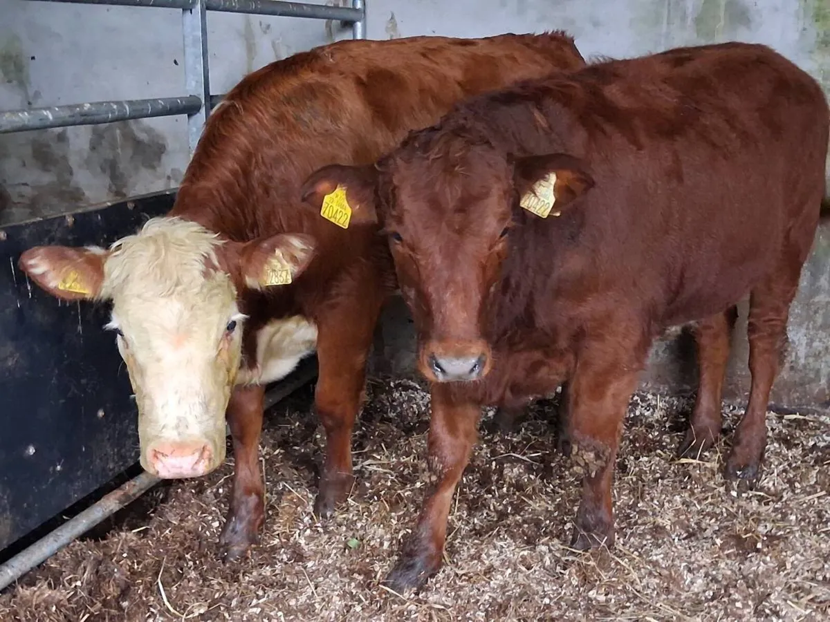 2 Limousin Weanling Heifers - Image 1