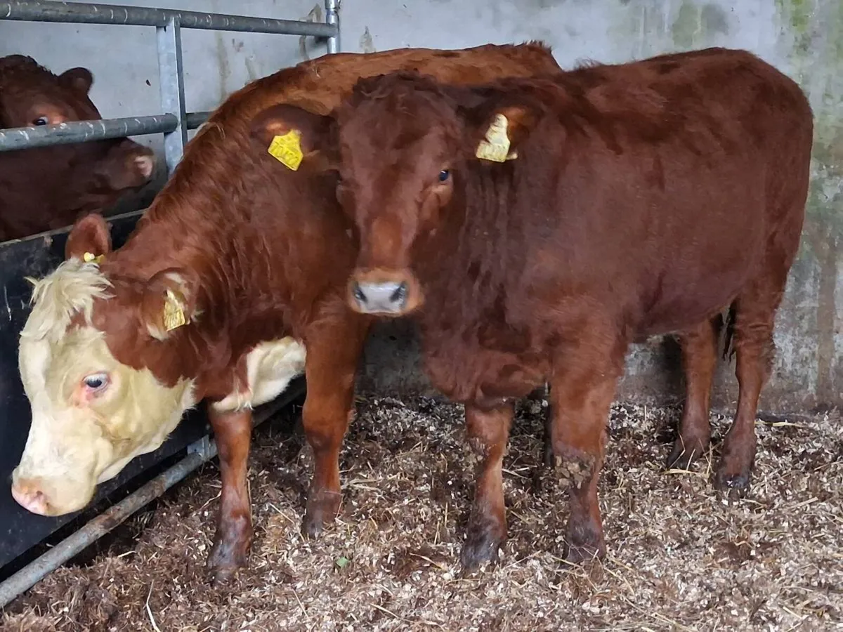 2 Limousin Weanling Heifers - Image 2