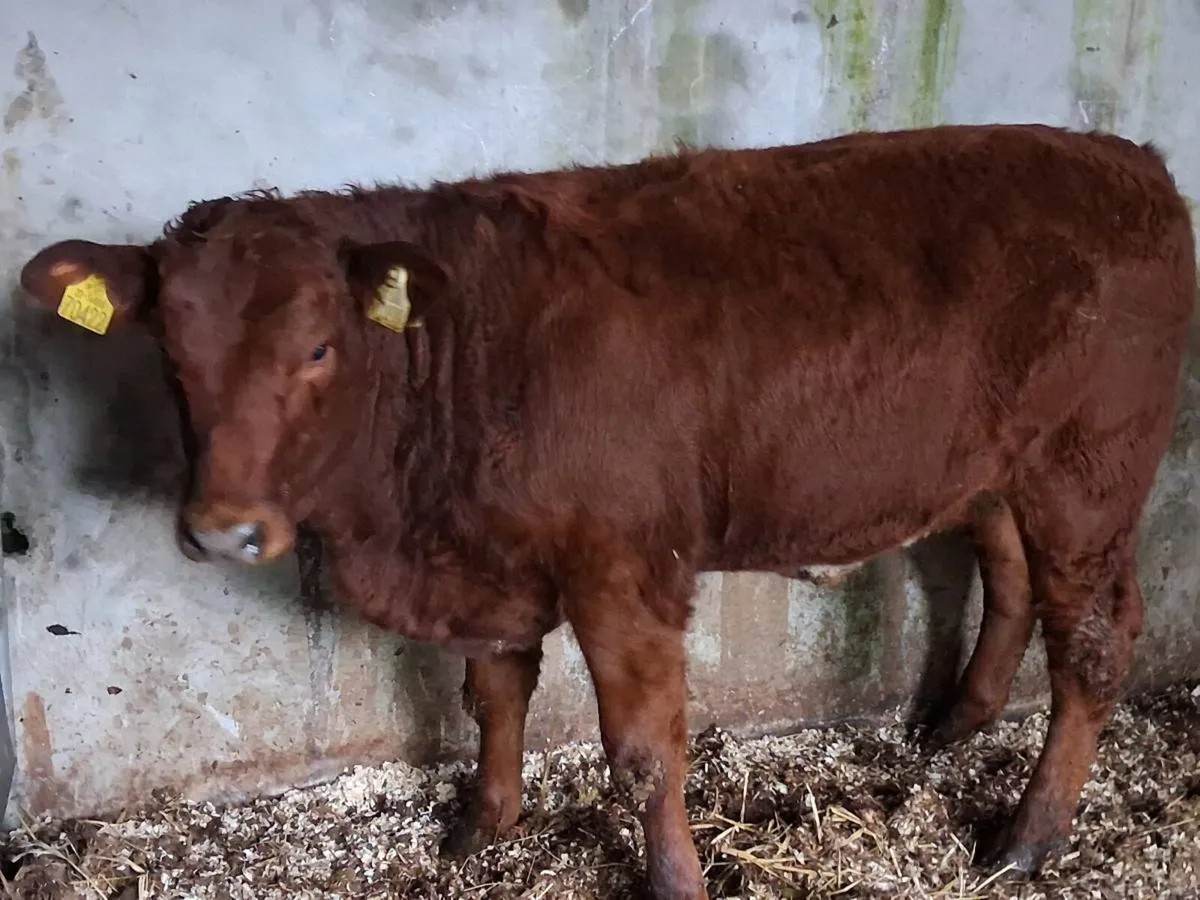 2 Limousin Weanling Heifers - Image 3